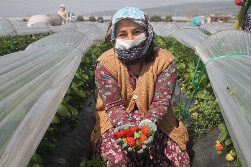 Silifke Çileği Karaman'da da Seviliyor