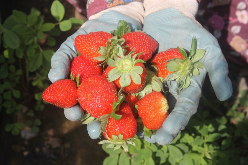 Silifke Çileği Karaman'da da Seviliyor