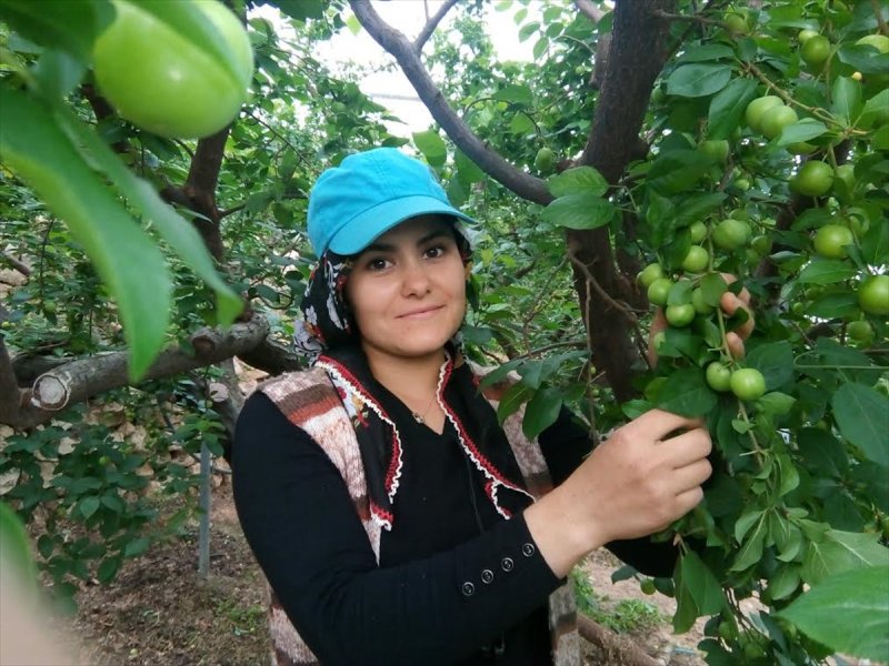 Silifke Eriğinin Kilogramı 40 Liraya Düştü