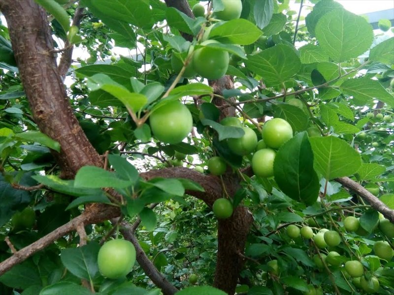 Silifke Eriğinin Kilogramı 40 Liraya Düştü