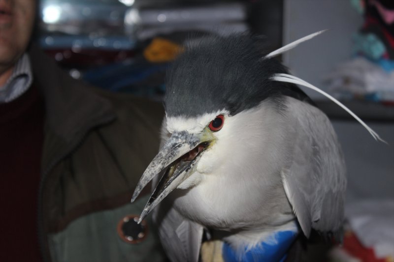 Karapınar'da Bulunan Yaralı Kuşa Şefkat Eli