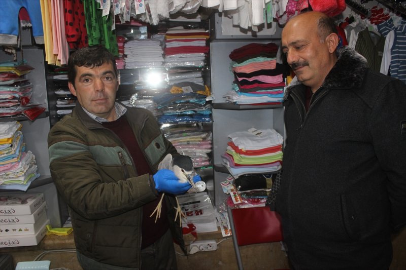 Karapınar'da Bulunan Yaralı Kuşa Şefkat Eli