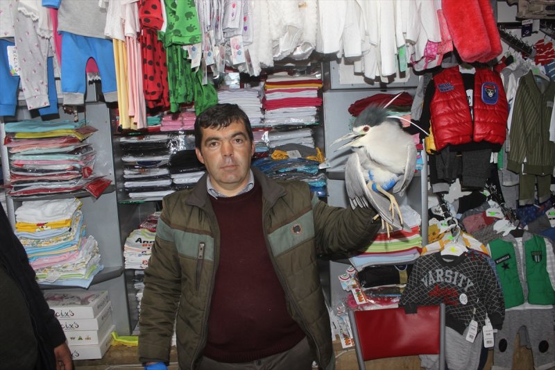 Karapınar'da Bulunan Yaralı Kuşa Şefkat Eli