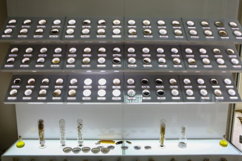 Binlerce Yıllık Tohumlara Salgın Koruması