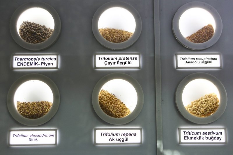 Binlerce Yıllık Tohumlara Salgın Koruması