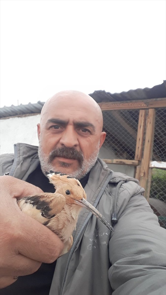Aksaray'da Yaralı Bulunan İbibik Tedavi Altına Alındı