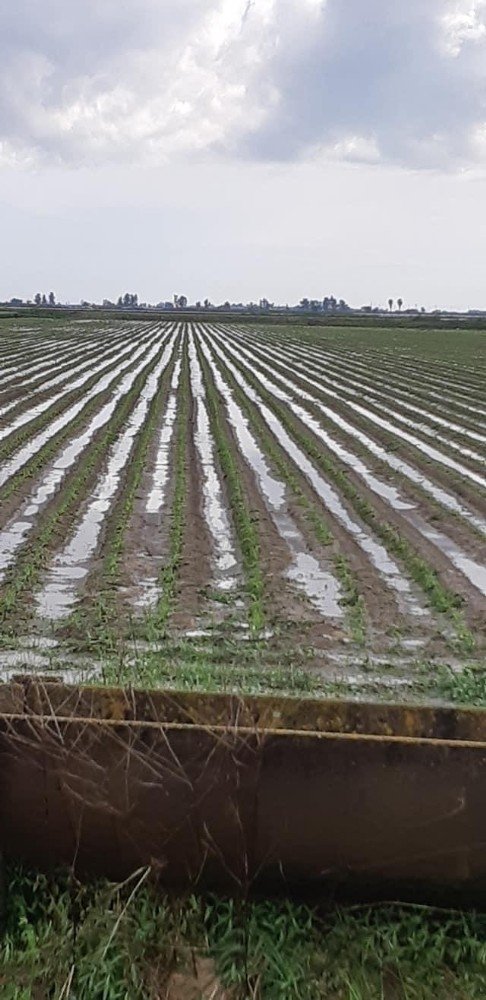 Tarsus’ta Yağan Dolu Ekili Tarım Arazilerine Zarar Verdi