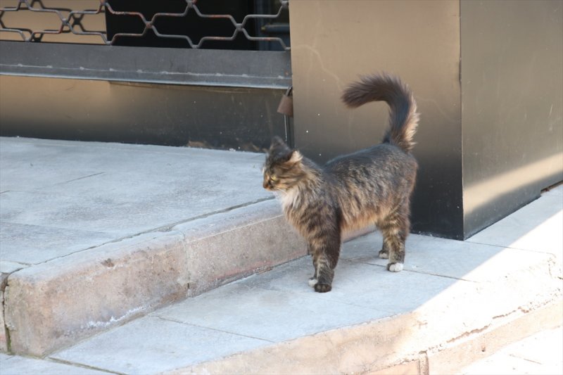 Boş Evde Mahsur Kalan Kediyi Belediye Ekipleri Kurtardı