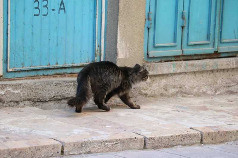 Boş Evde Mahsur Kalan Kediyi Belediye Ekipleri Kurtardı