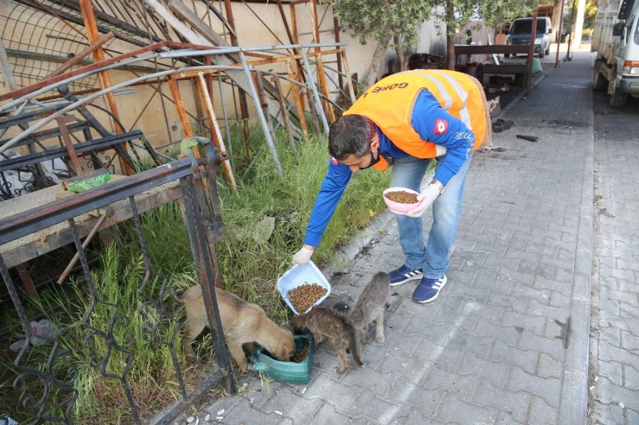 Aç Kalan Sokak Hayvanlarının İmdadına Belediye Yetişti