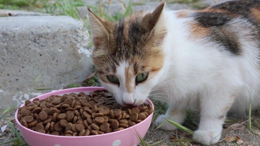 Aç Kalan Sokak Hayvanlarının İmdadına Belediye Yetişti