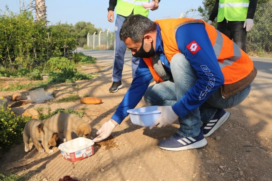 Aç Kalan Sokak Hayvanlarının İmdadına Belediye Yetişti