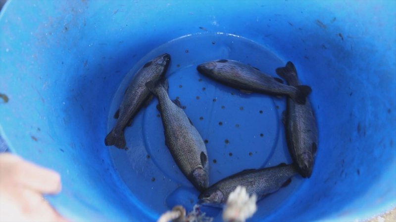 Mut'ta Alabalık Üretimi 250 Tona Çıkarıldı