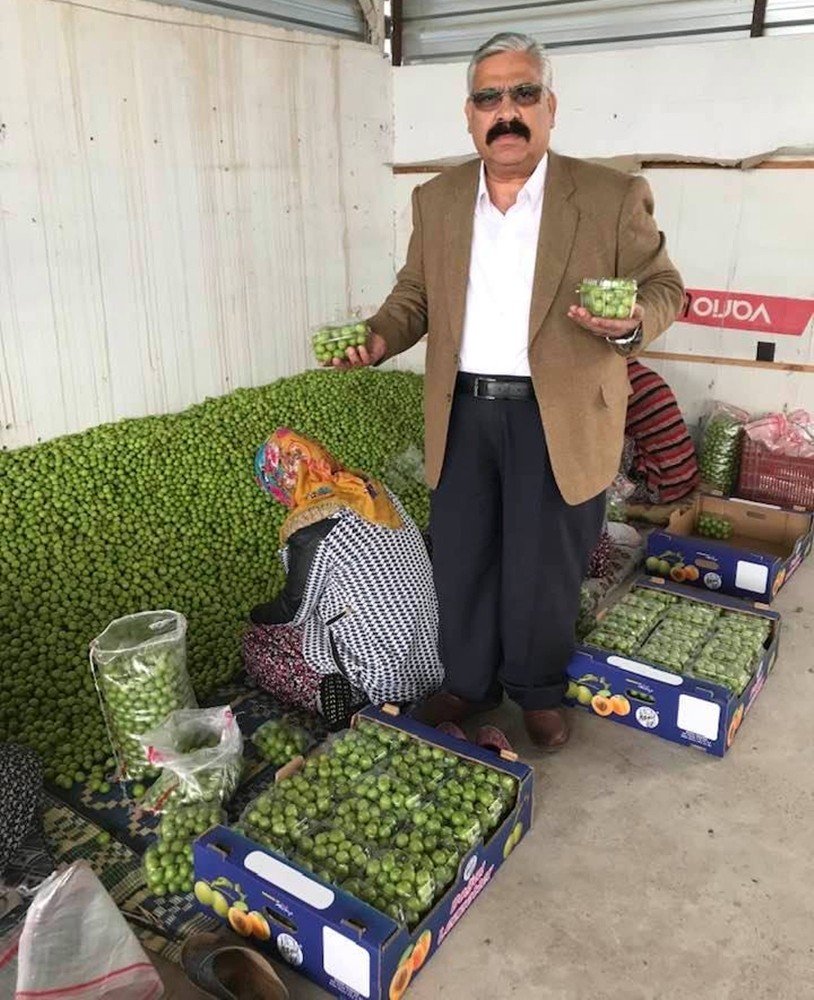 Mut’ta Açık Alanda Erik Hasadı Başladı