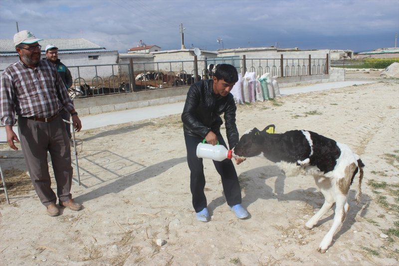 Konya'da İki Ayaklı Buzağı Görenleri Şaşırttı