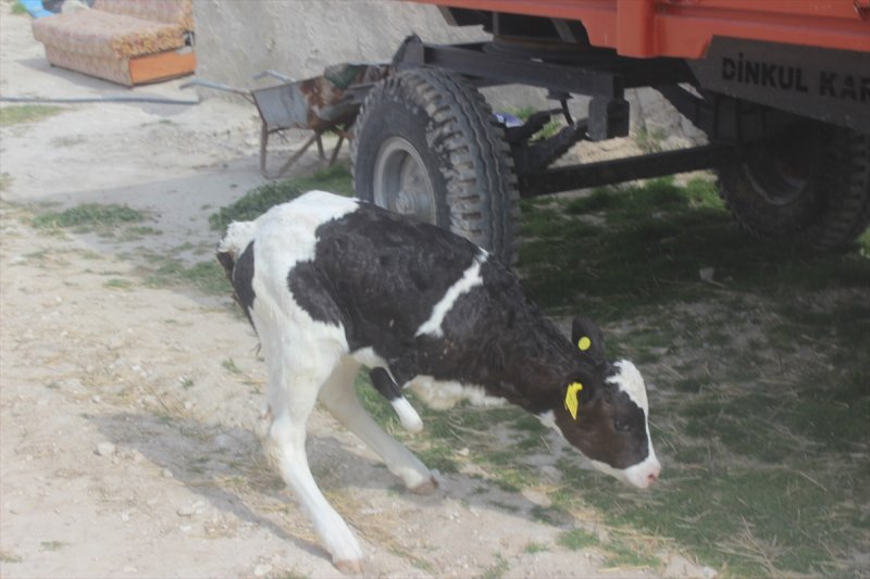 Konya'da İki Ayaklı Buzağı Görenleri Şaşırttı