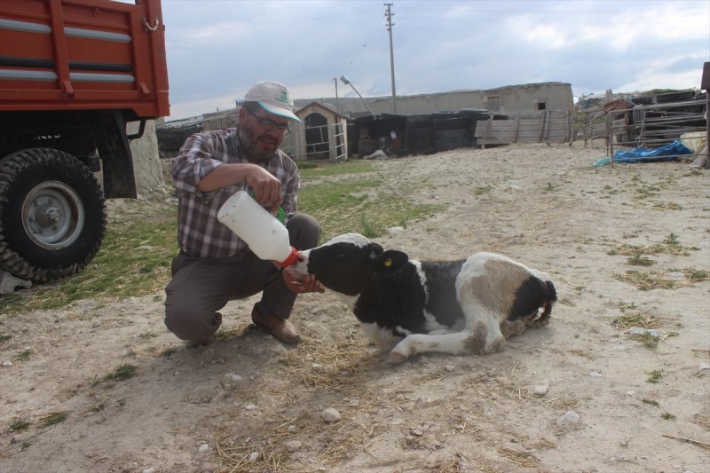 Konya'da İki Ayaklı Buzağı Görenleri Şaşırttı