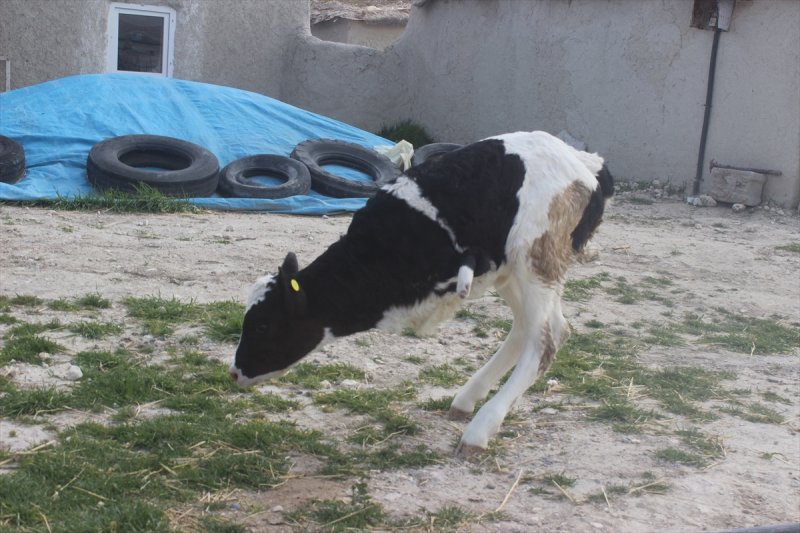 Konya'da İki Ayaklı Buzağı Görenleri Şaşırttı