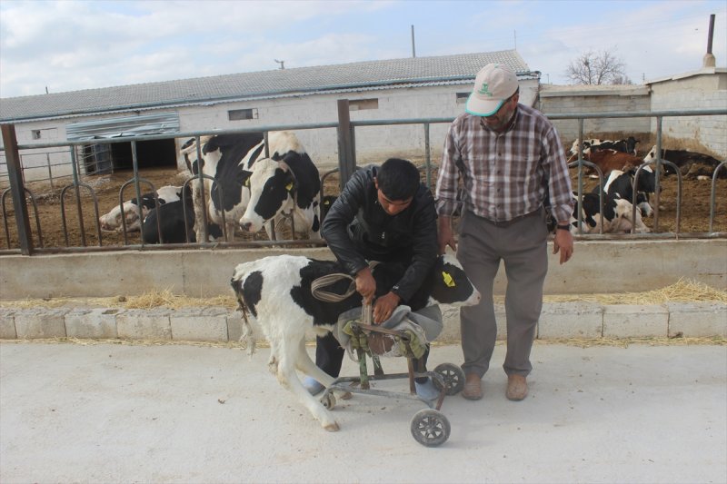 Konya'da İki Ayaklı Buzağı Görenleri Şaşırttı
