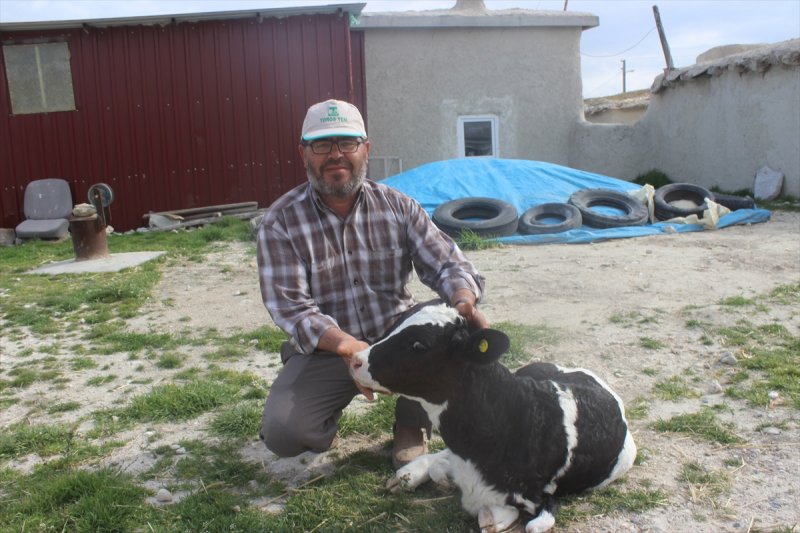 Konya'da İki Ayaklı Buzağı Görenleri Şaşırttı