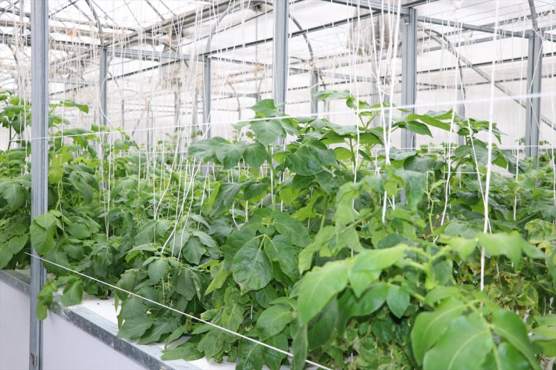 Niğde'de Ömer Halisdemir Üniversitesinden, Patates İçin Özel Çalışma