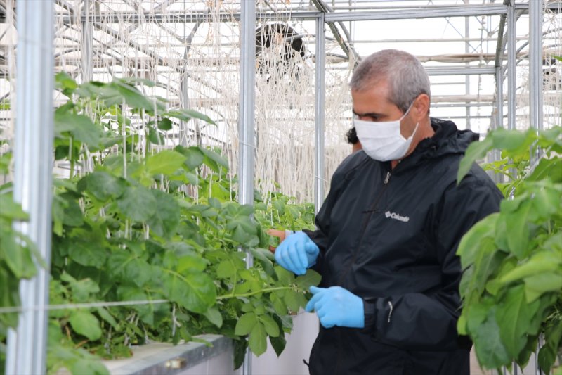 Niğde'de Ömer Halisdemir Üniversitesinden, Patates İçin Özel Çalışma