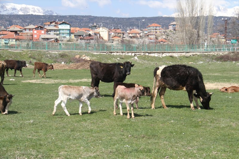Konya'da Buzağıların Bahar Sevinci