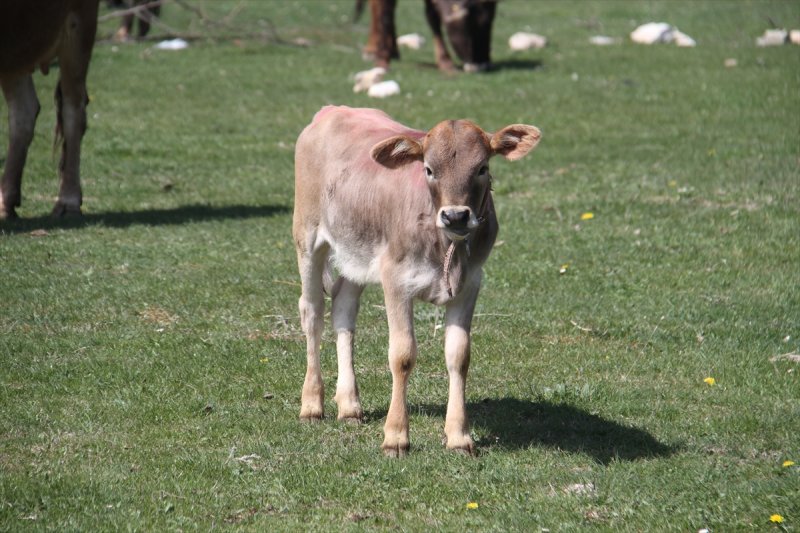 Konya'da Buzağıların Bahar Sevinci