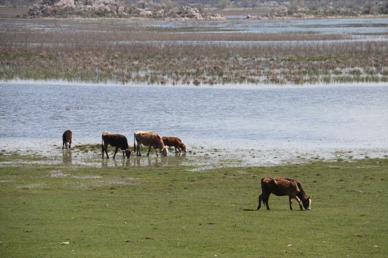 Konya'da Buzağıların Bahar Sevinci