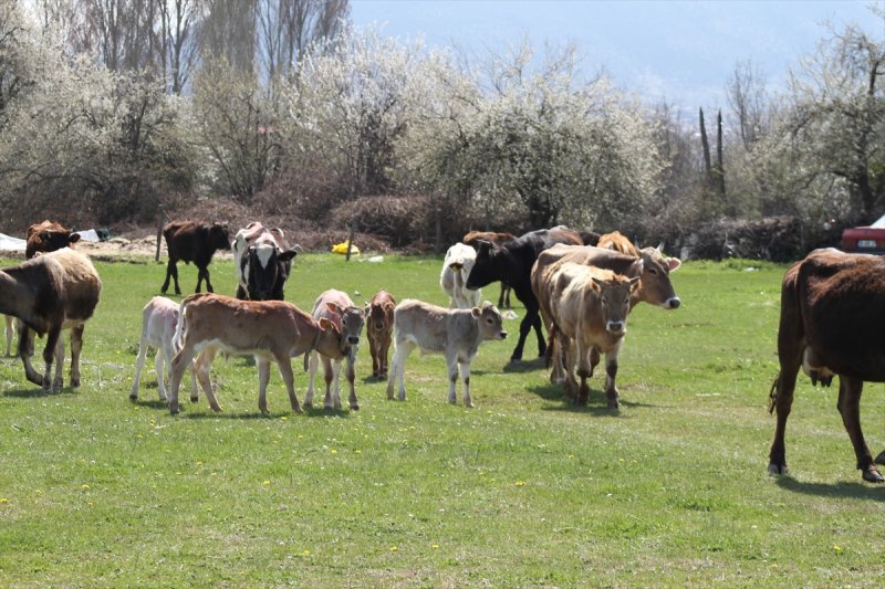 Konya'da Buzağıların Bahar Sevinci