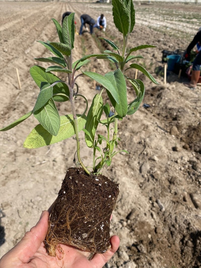 Niğde'de Üniversiteye "Tıbbi Ve Aromatik Bitkileri Uygulama Bahçesi" Kuruldu