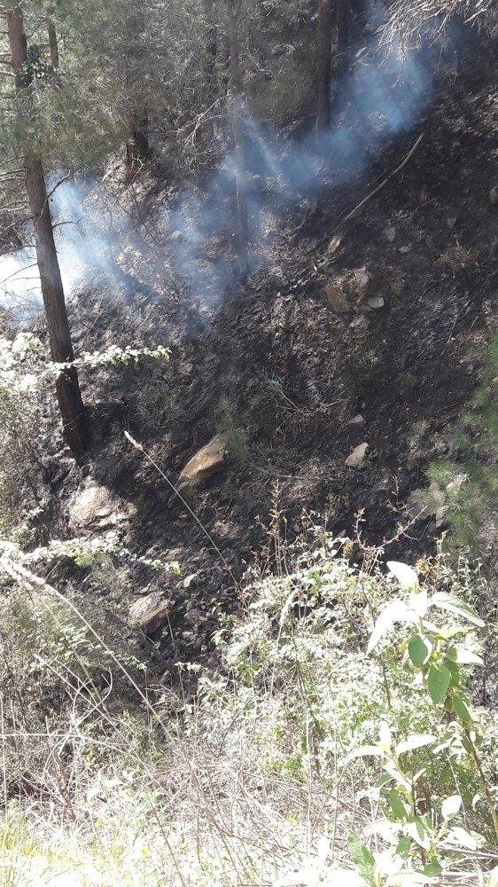 Antalyalı Çiftçi Ormanı Kurtarmak İsterken Canından Oldu