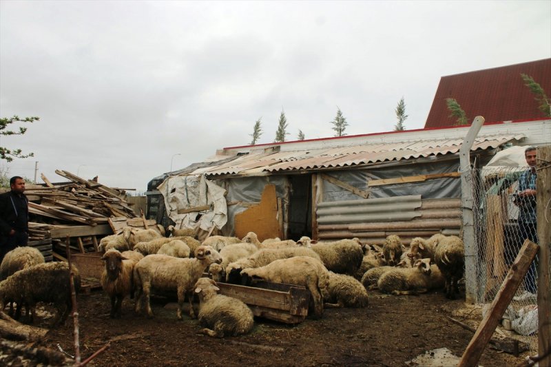 Konya'da Ağıla Giren Kurtlar 20 Koyunu Telef Etti
