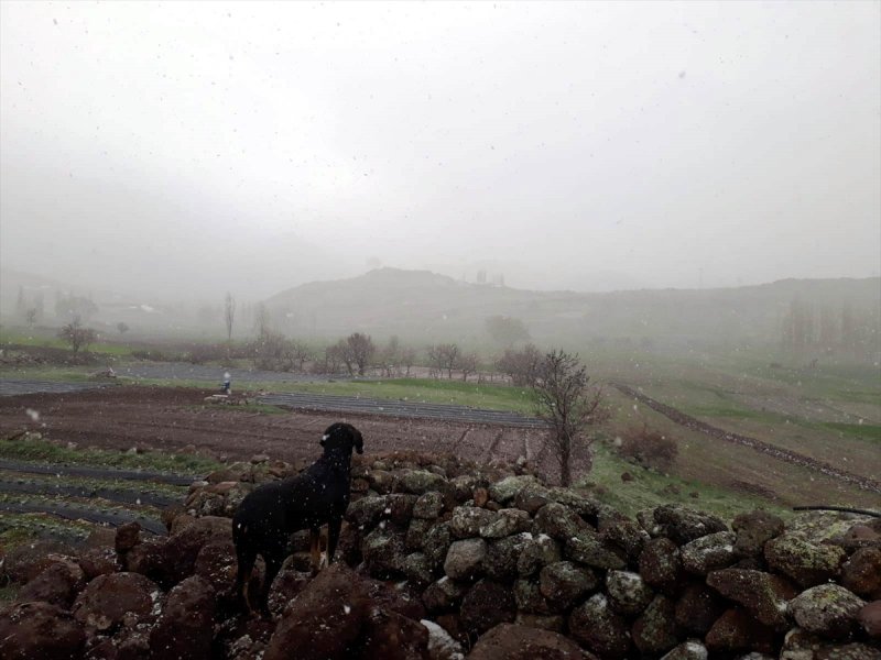 Konya'da Kar Yağışı Altında Çilek Ekimi
