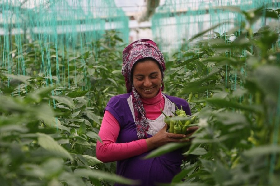 Mersinli Çiftçilerin Biber Mesaisi