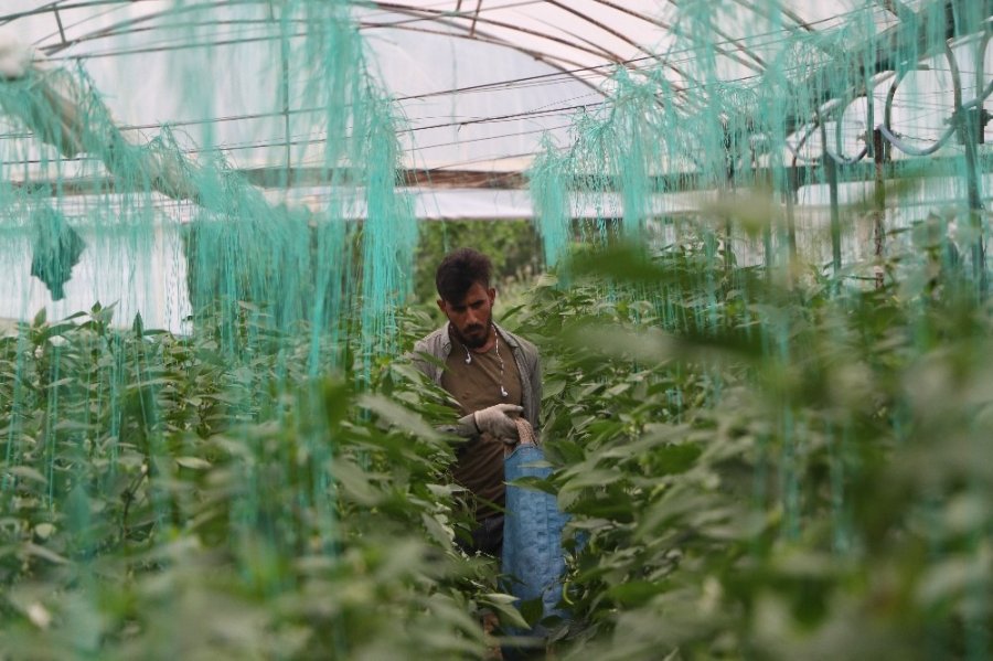 Mersinli Çiftçilerin Biber Mesaisi