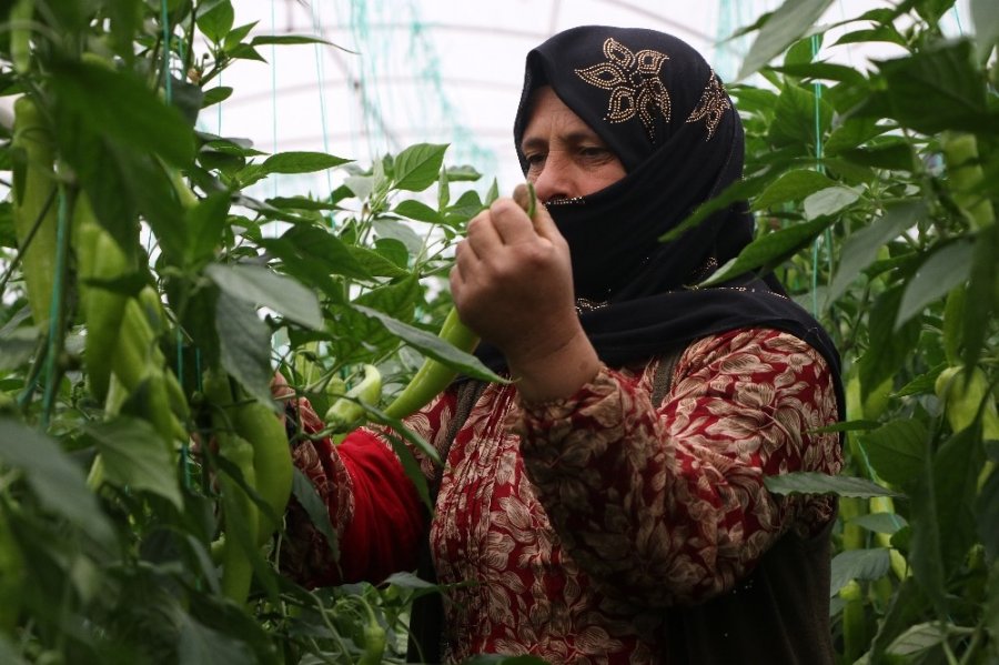 Mersinli Çiftçilerin Biber Mesaisi