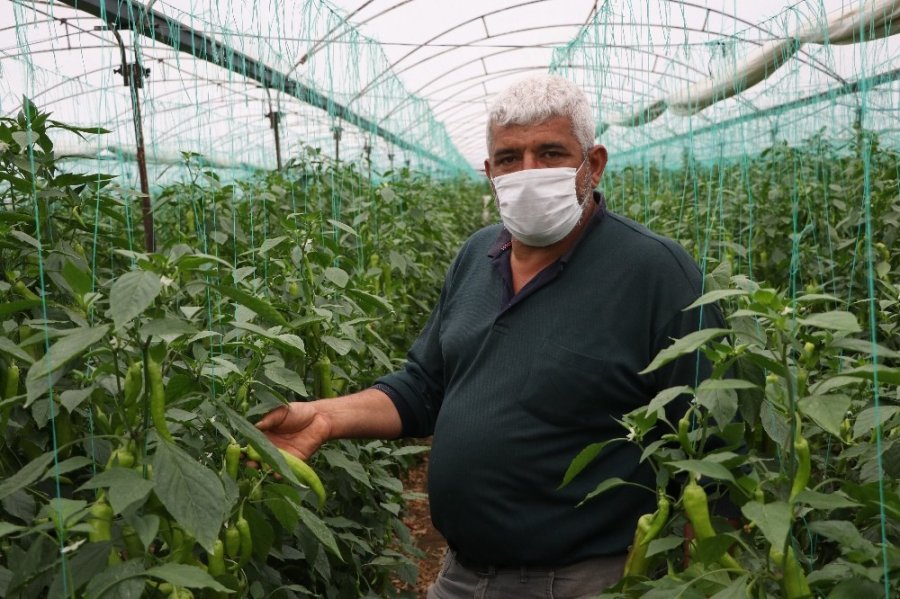 Mersinli Çiftçilerin Biber Mesaisi