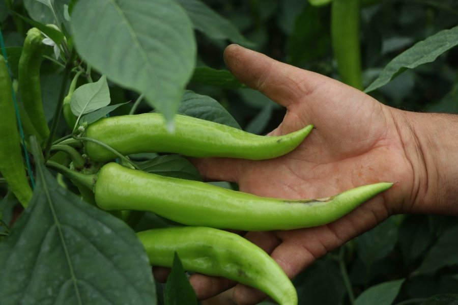 Mersinli Çiftçilerin Biber Mesaisi