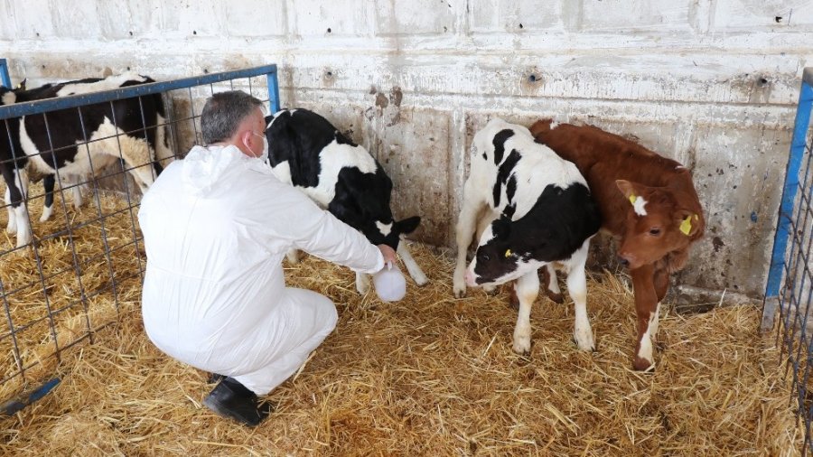Aksaray’da Hayvan Üreticilerine Destek Ödemesi Yapıldı