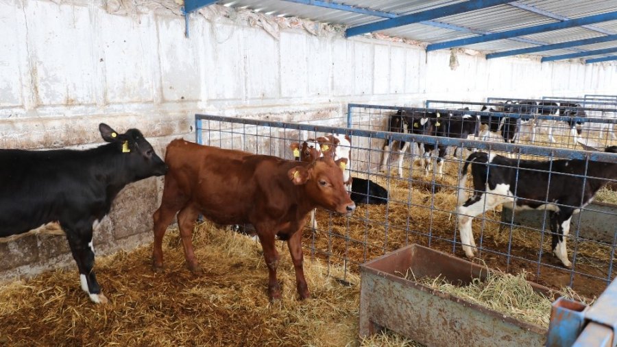 Aksaray’da Hayvan Üreticilerine Destek Ödemesi Yapıldı