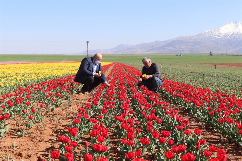 Karaman'da Bu Sene Lalelerde Korona Virüs Sessizliği