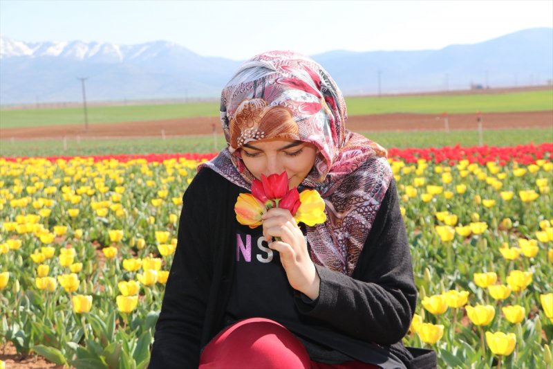 Karaman'da Bu Sene Lalelerde Korona Virüs Sessizliği