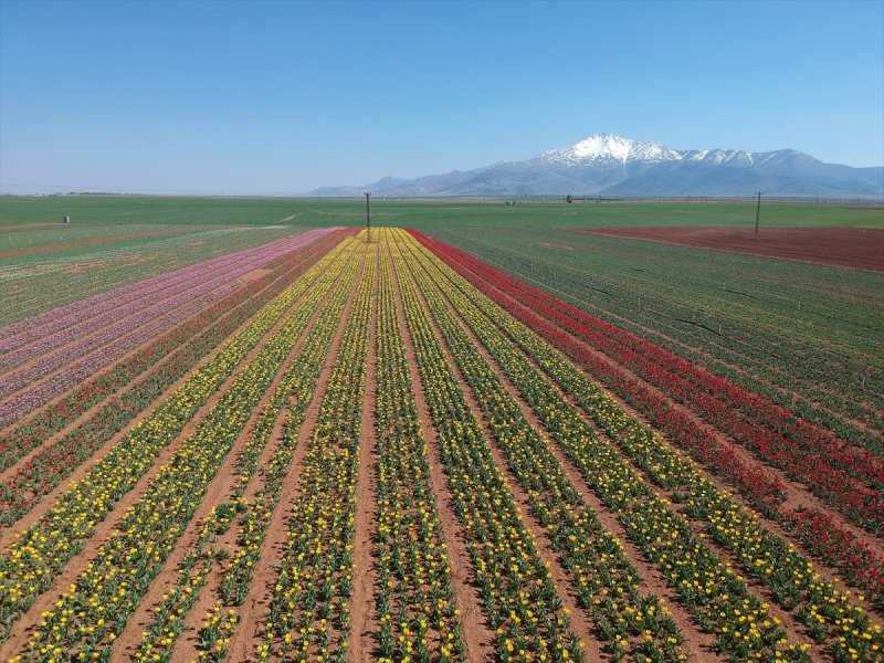 Karaman'da Bu Sene Lalelerde Korona Virüs Sessizliği