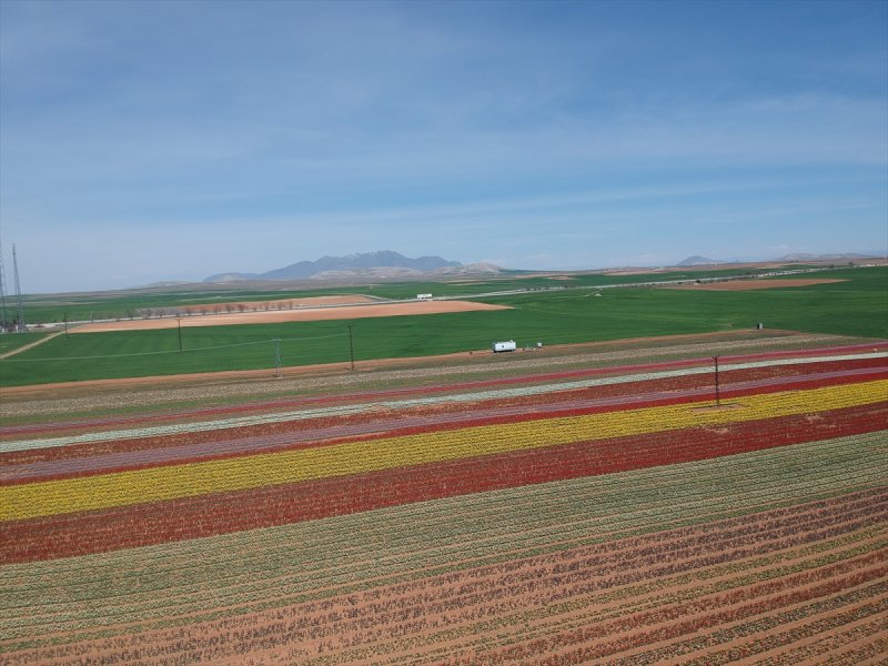 Karaman'da Bu Sene Lalelerde Korona Virüs Sessizliği