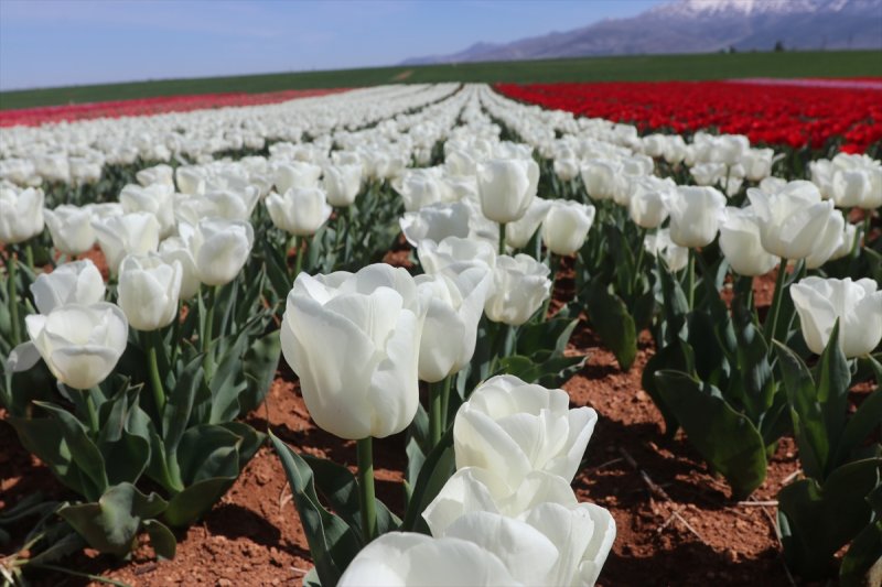 Karaman'da Bu Sene Lalelerde Korona Virüs Sessizliği
