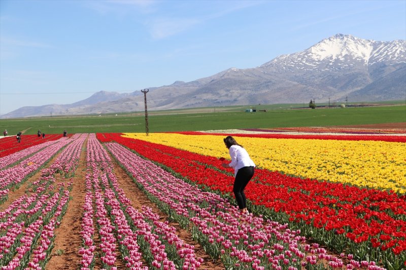 Karaman'da Bu Sene Lalelerde Korona Virüs Sessizliği