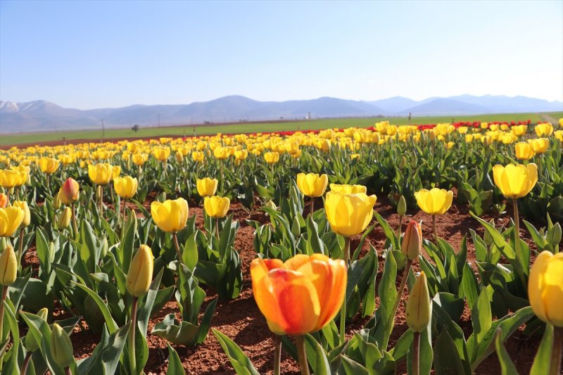 Karaman'da Bu Sene Lalelerde Korona Virüs Sessizliği