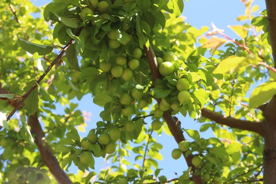 Mut Eriği Ramazan Akşamlarının Meyvesi Oldu