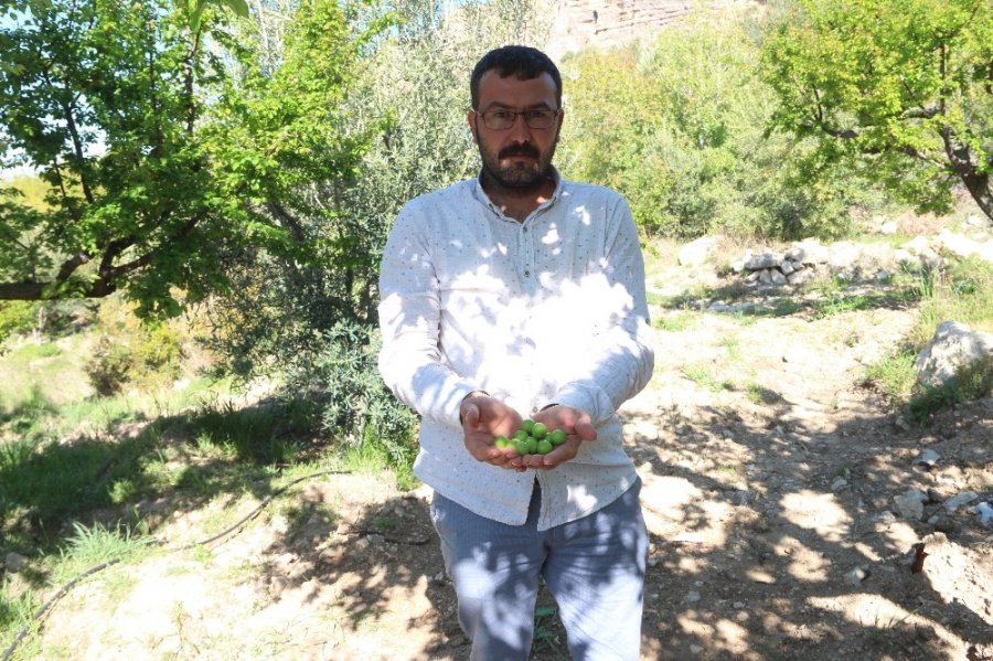 Mut Eriği Ramazan Akşamlarının Meyvesi Oldu